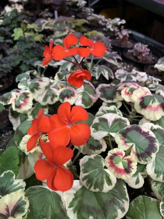 Pelargonium hortorum Fair Dinkum