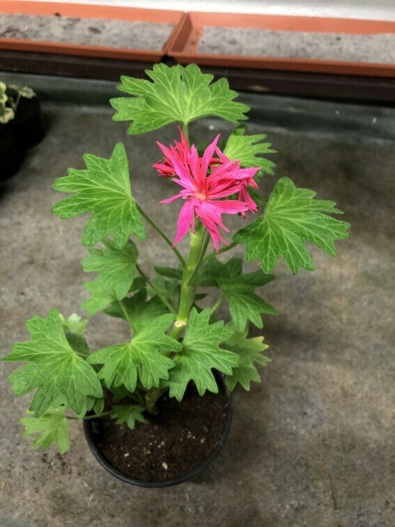Pelargonium hortorum Fandango