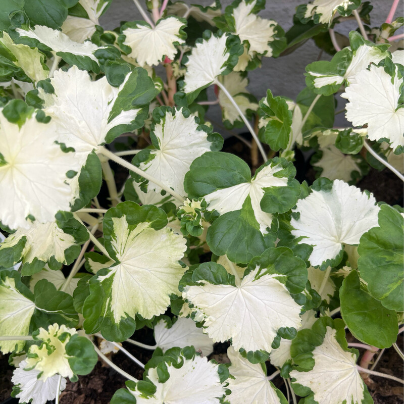 Pelargonium hortorum Freak of Nature