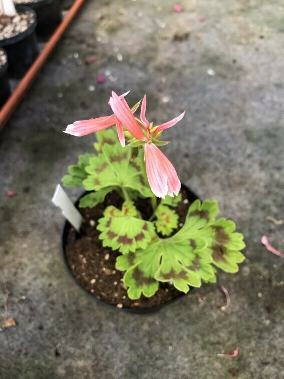 Pelargonium hortorum Golden Formosum