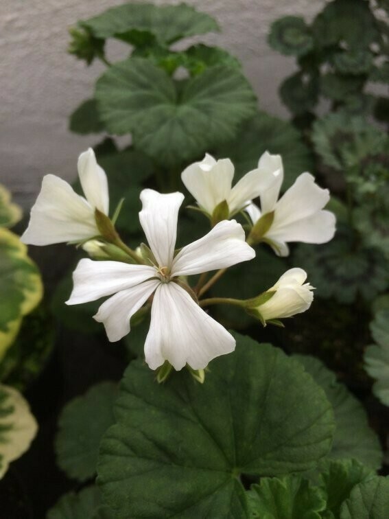 Pelargonium hortorum Grosser Garten Weiss