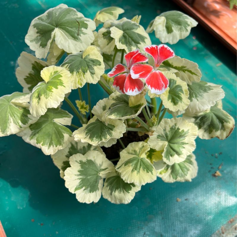 Pelargonium hortorum Hagemos Trollkrem