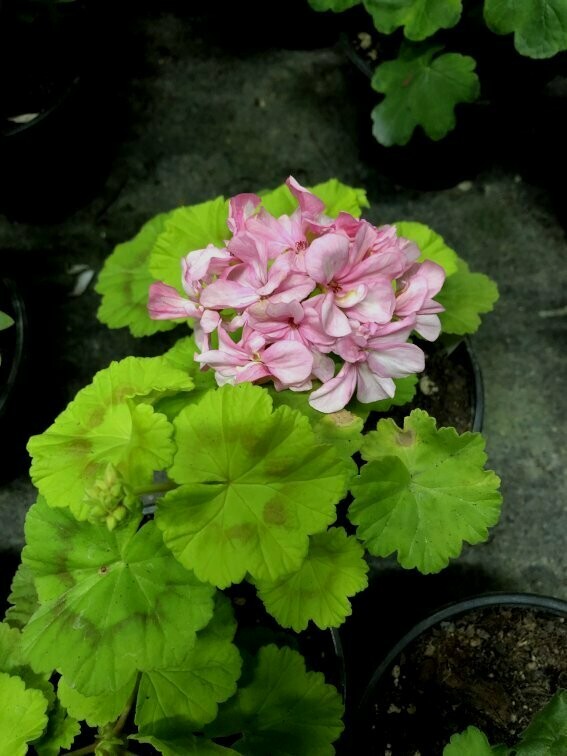 Pelargonium hortorum Lady Bronze