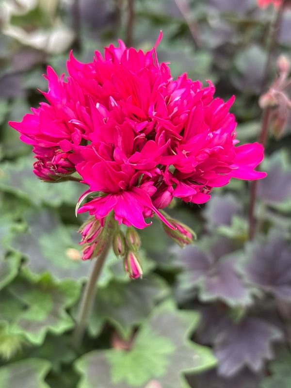 Pelargonium hortorum Lotta Lundberg