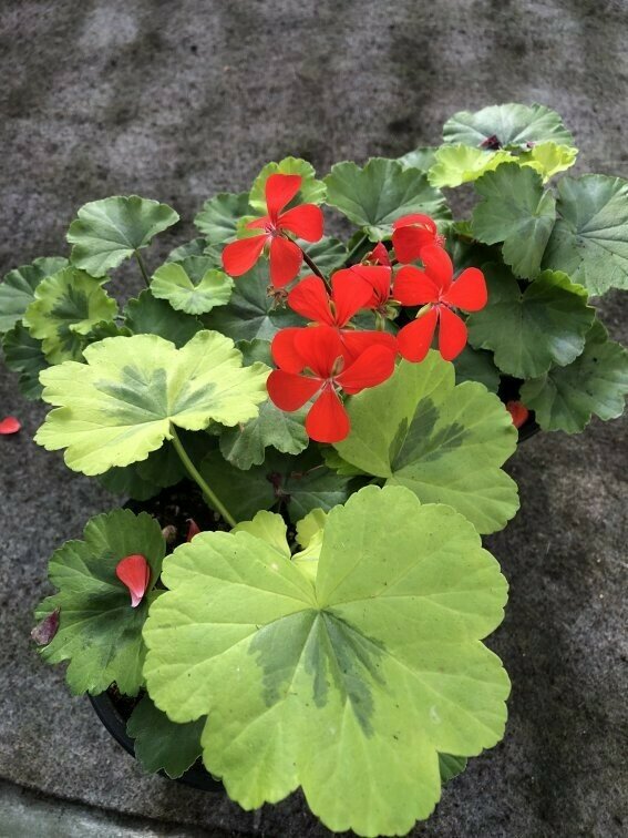 Pelargonium hortorum Mangle’s Variegated