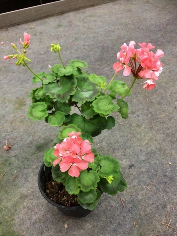 Pelargonium hortorum Maréchal Mac Mahon
