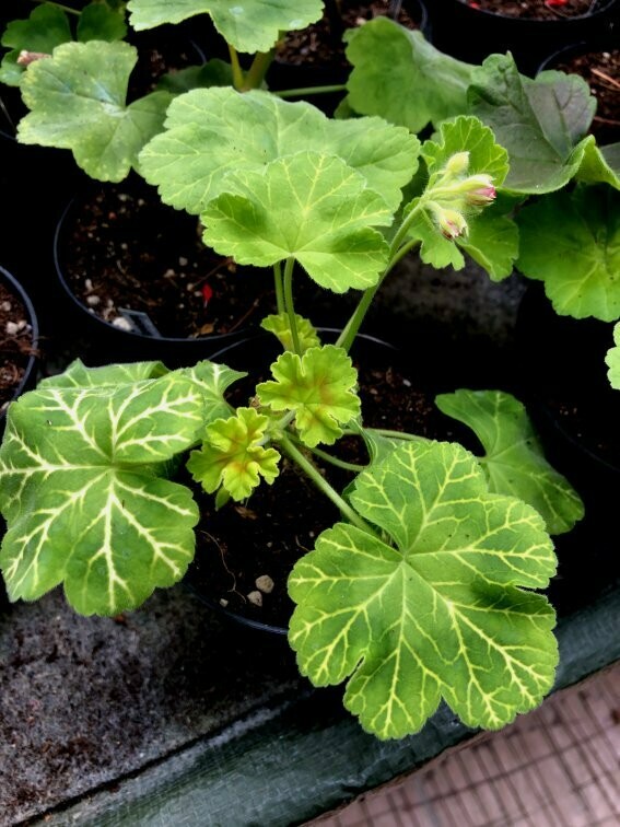 Pelargonium hortorum Mosaik Silky