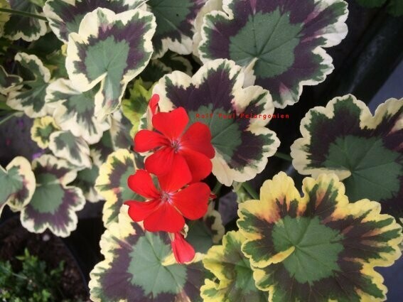 Pelargonium hortorum Mrs. Pollock