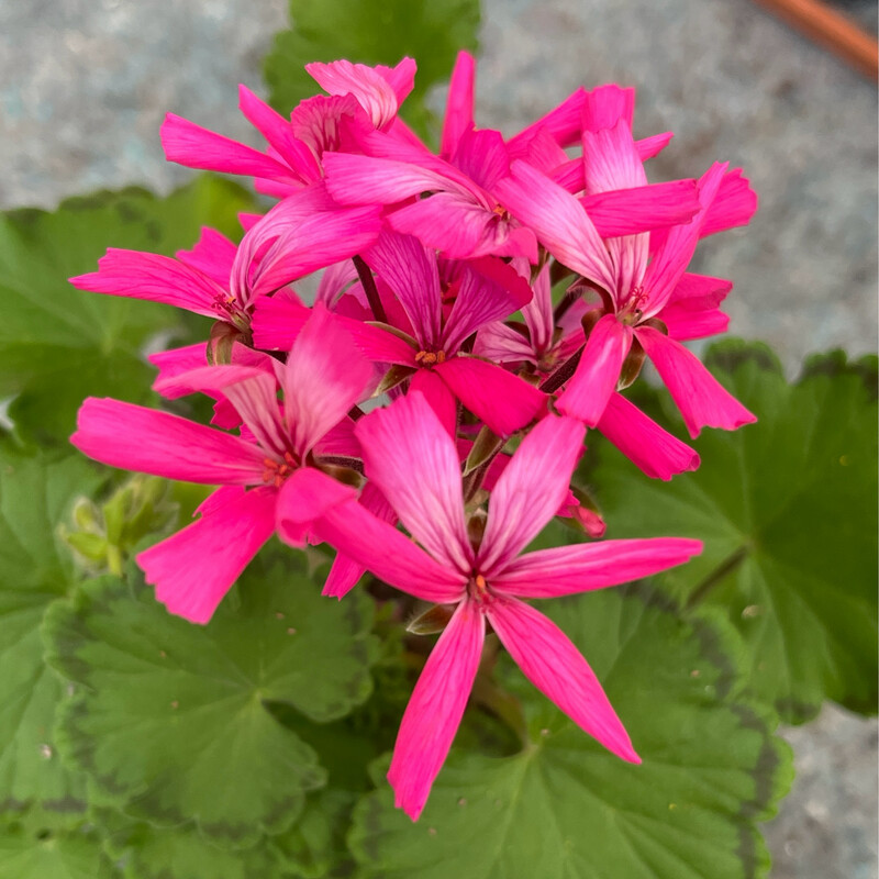 Pelargonium hortorum Petrei Grey Eminence