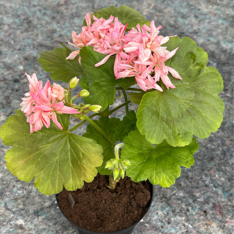 Pelargonium hortorum Petrei Masquerade