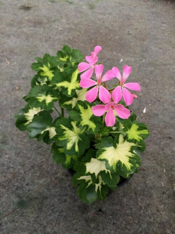 Pelargonium hortorum Pink Happy Thought