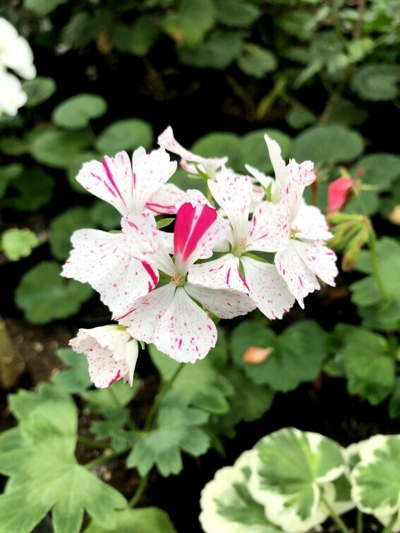 Pelargonium hortorum Para's Pink Splashed