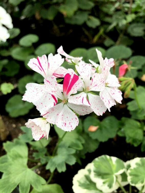 Pelargonium hortorum Para's Pink Splashed