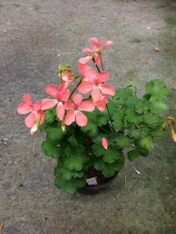 Pelargonium hortorum Preston Park