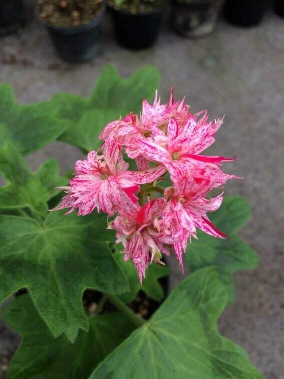 Pelargonium hortorum Richard Hodgson Pelargonium hortorum Richard Hodgson