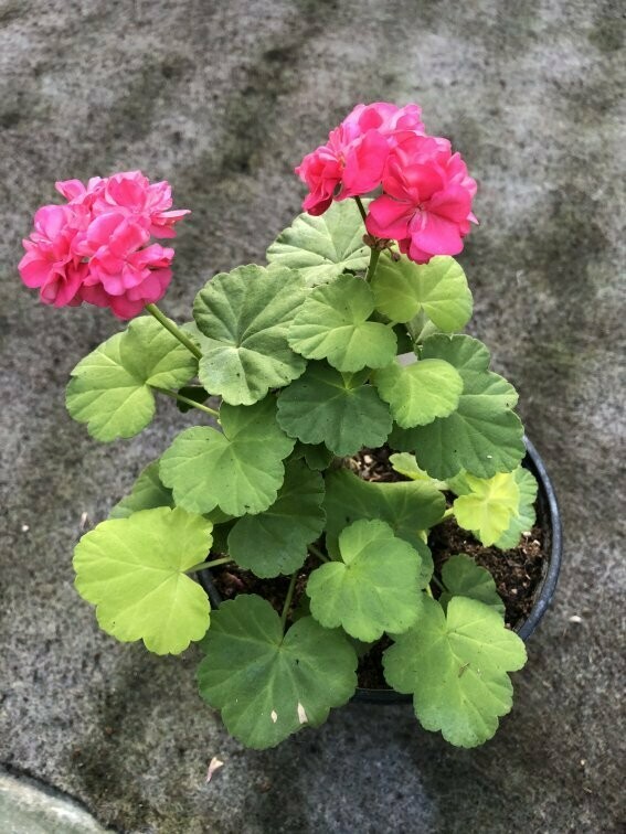 Pelargonium hortorum Rushmoor Golden Rosebud