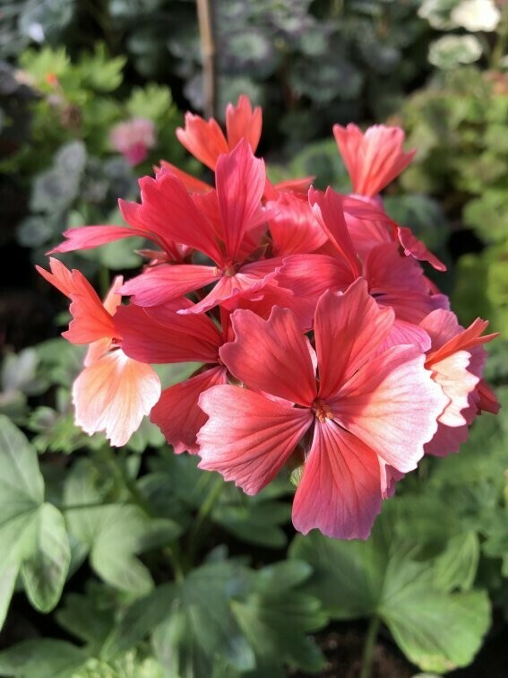 Pelargonium hortorum Para's Salmon Light