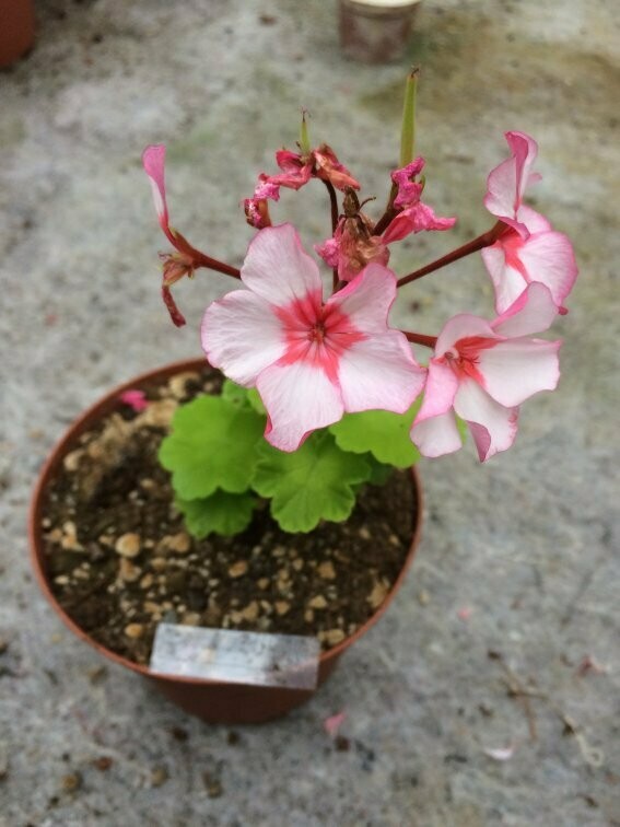 Pelargonium hortorum Scottow Star
