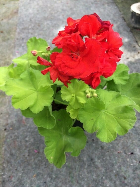 Pelargonium hortorum South African Sun