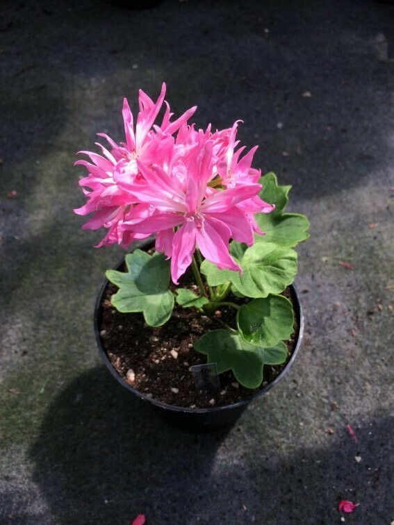 Pelargonium hortorum Supa Nova