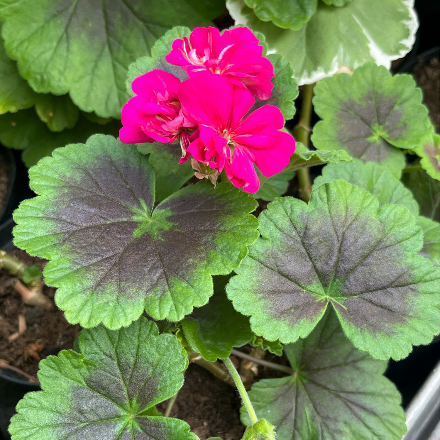 Pelargonium hortorum Vectis Purple
