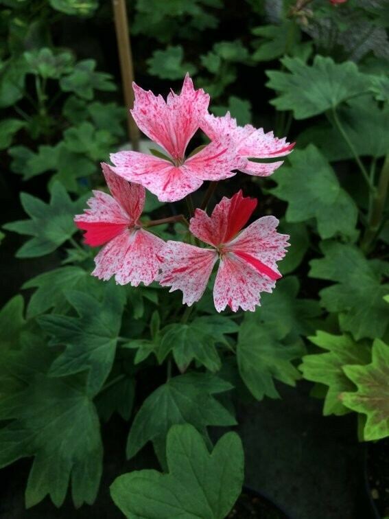Pelargonium hortorum Vectis Volcano