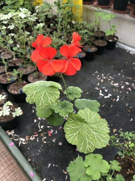 Pelargonium hortorum Wantirna