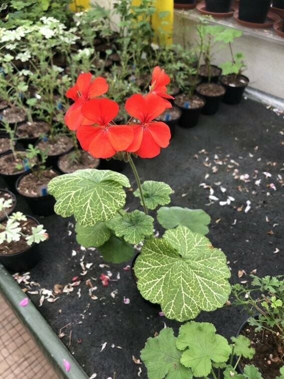 Pelargonium hortorum Wantirna
