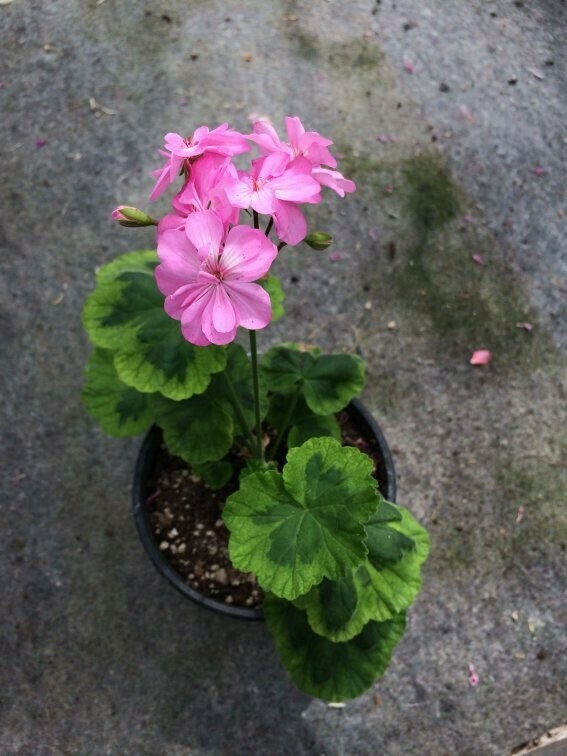 Pelargonium hortorum Warrion