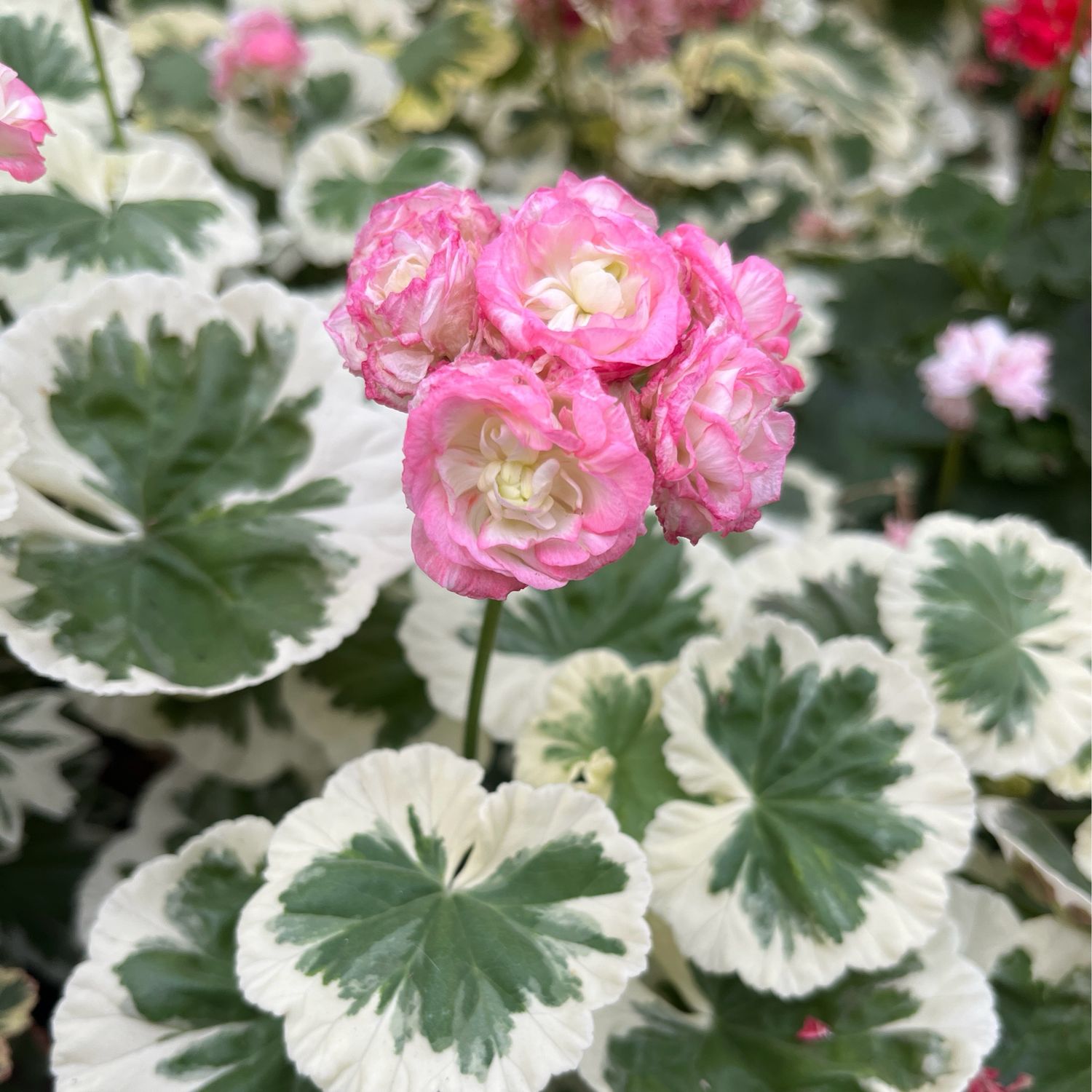 Pelargonium hortorum Westdale Appleblossom