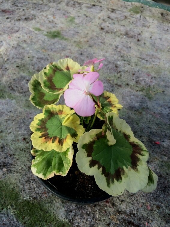 Pelargonium hortorum Wirral Look Alike