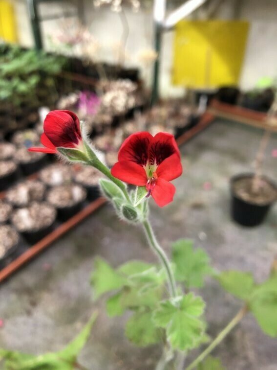 Pelargonium 'Ignescens'