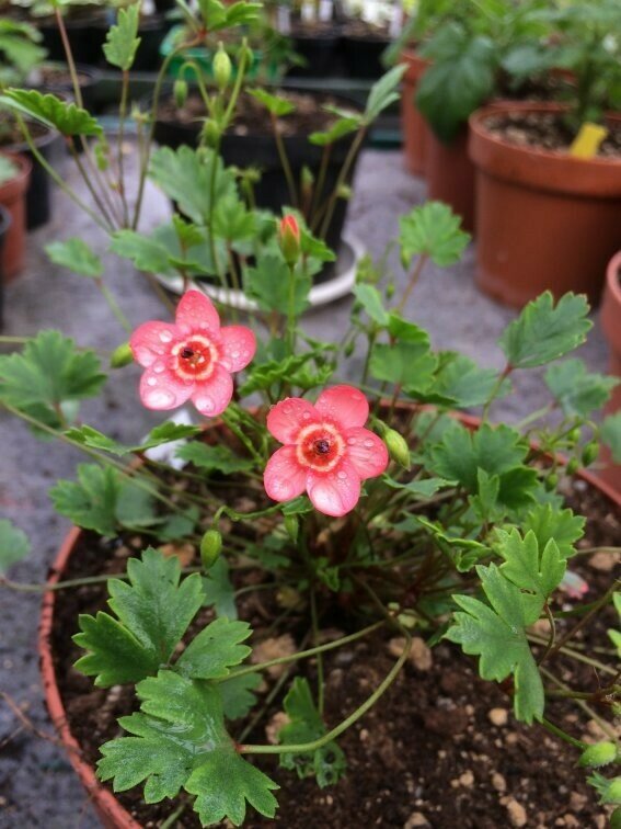 Pelargonium incarnatum