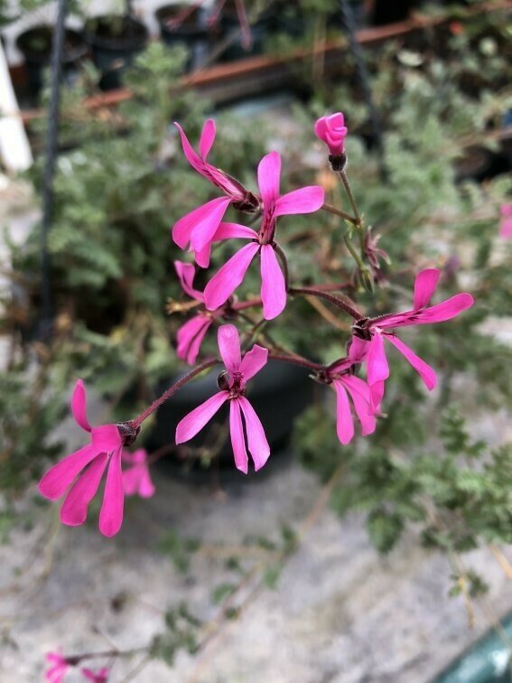 Pelargonium ionidiflorum