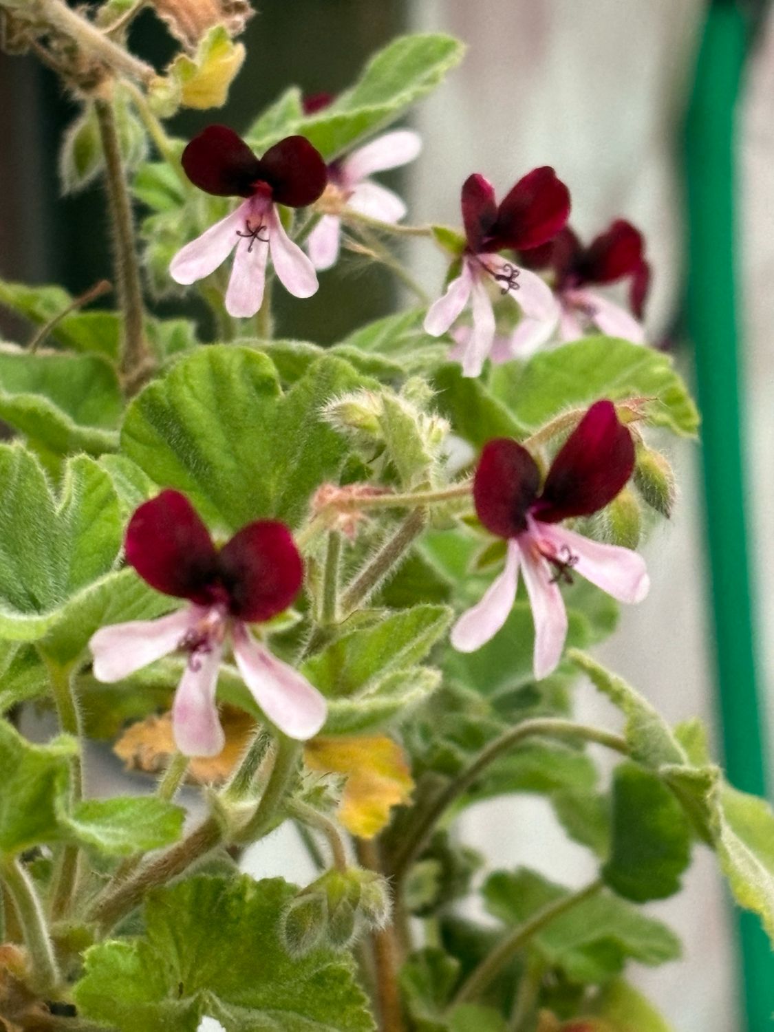 Pelargonium Islington Peppermint