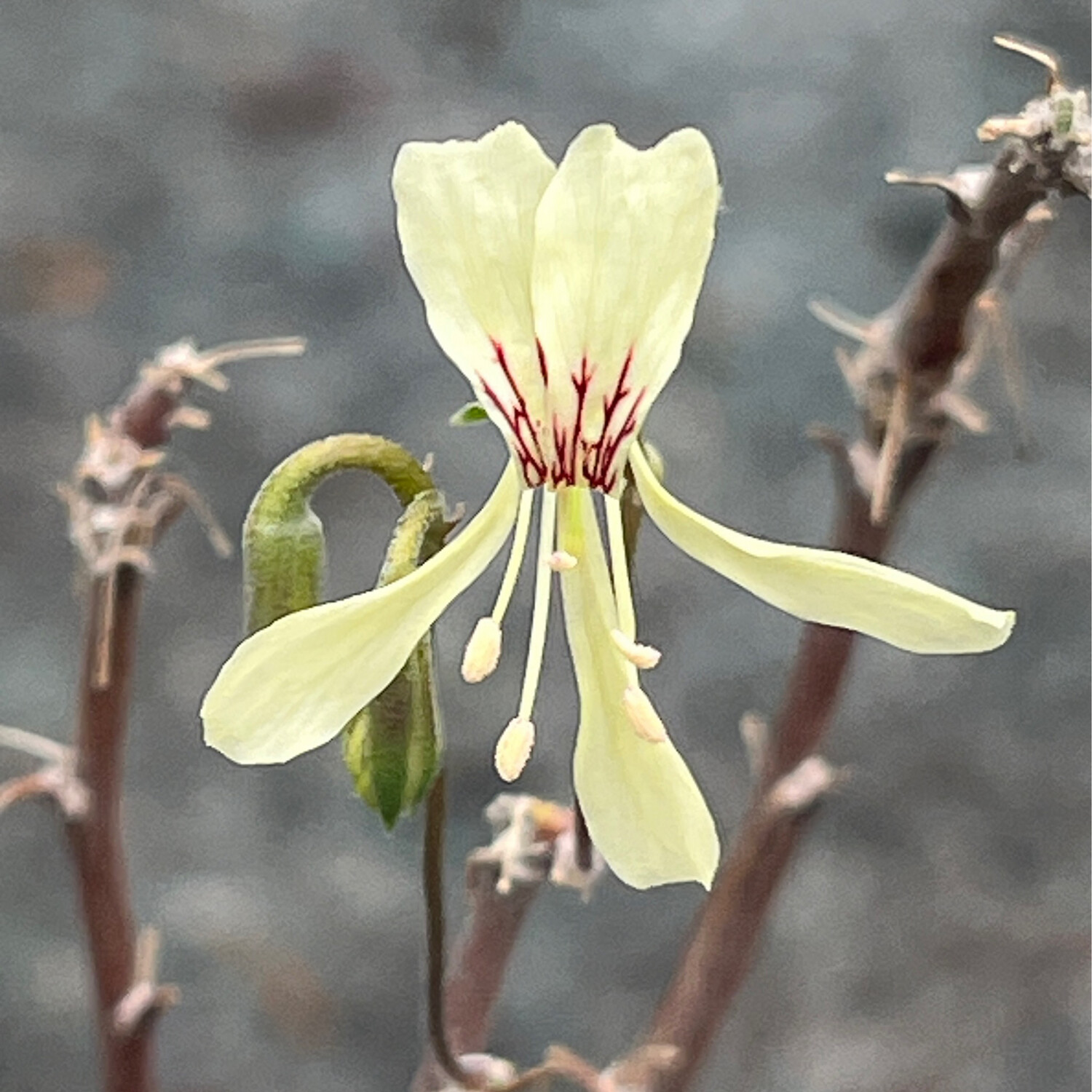 Pelargonium karooicum Var.1