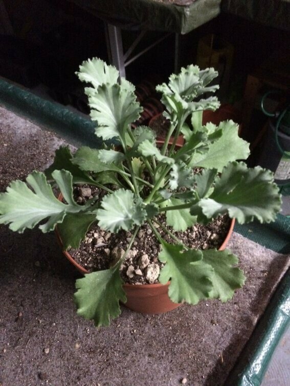 Pelargonium klinghardtense