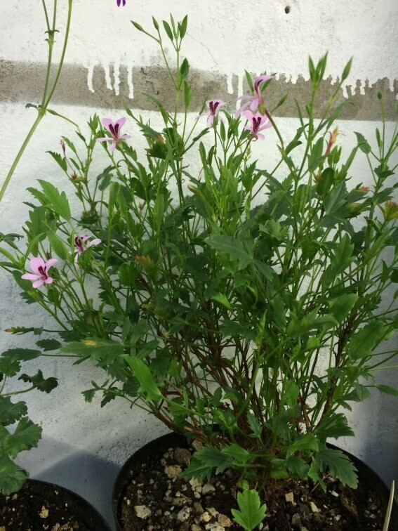 Pelargonium laevigatum 'Green'