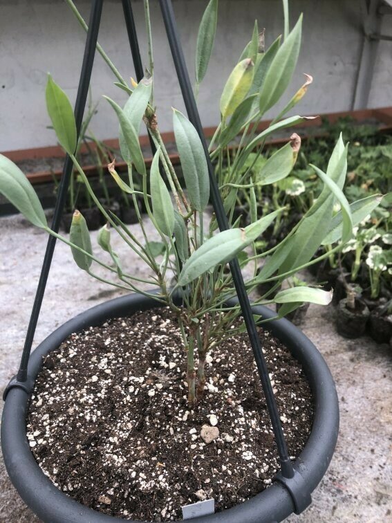 Pelargonium lanceolatum