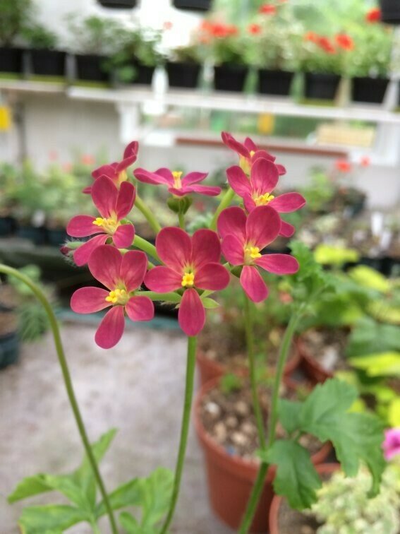 Pelargonium Lara Oracle