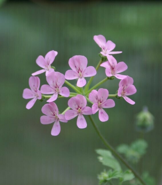 Pelargonium Lara Viking