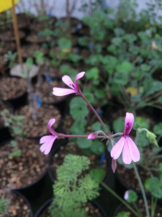 Pelargonium Lavender Lindy