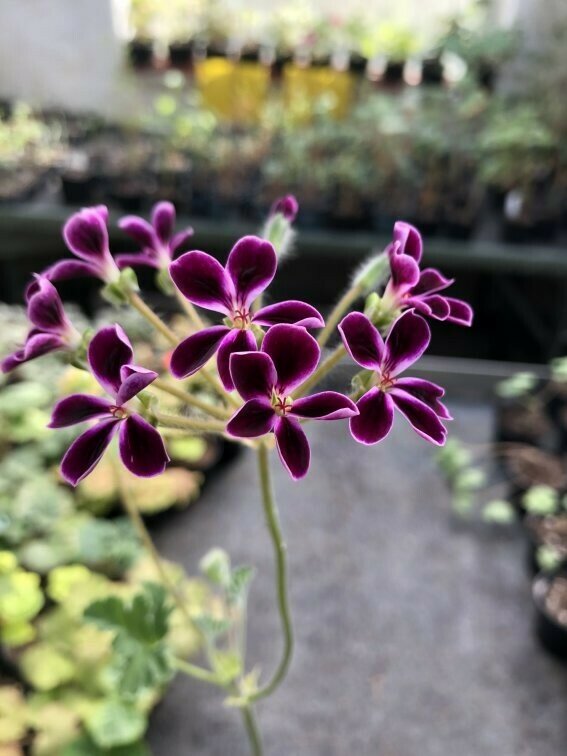 Pelargonium Lawranceanum