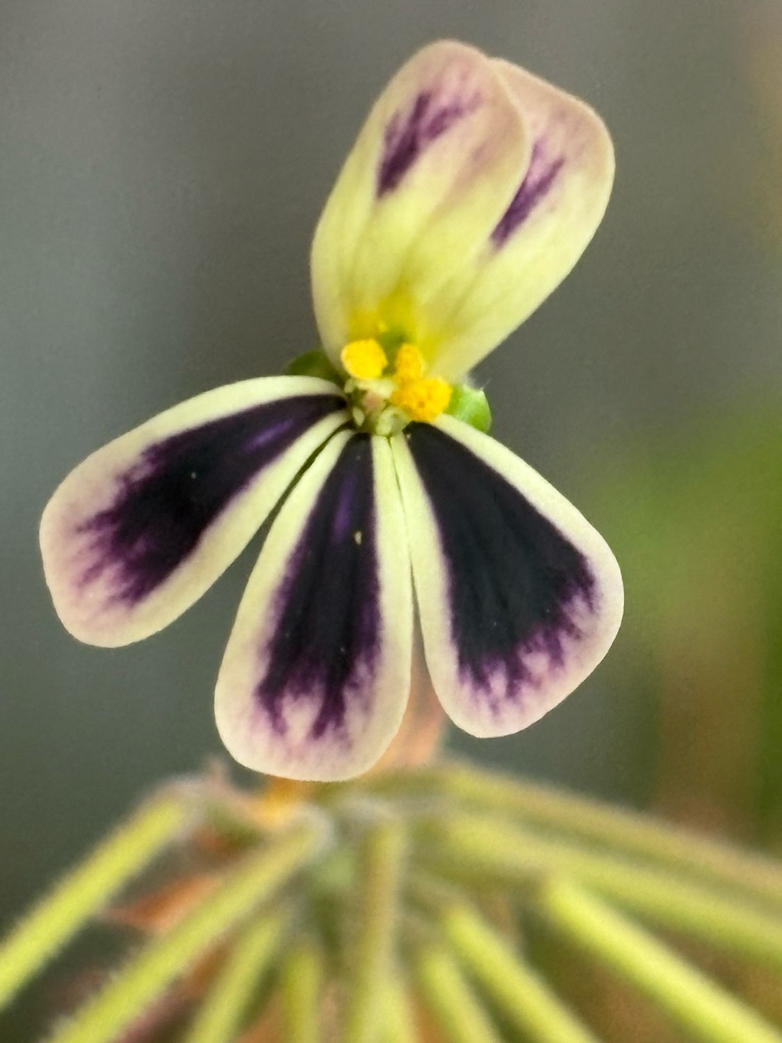 Pelargonium lobatum