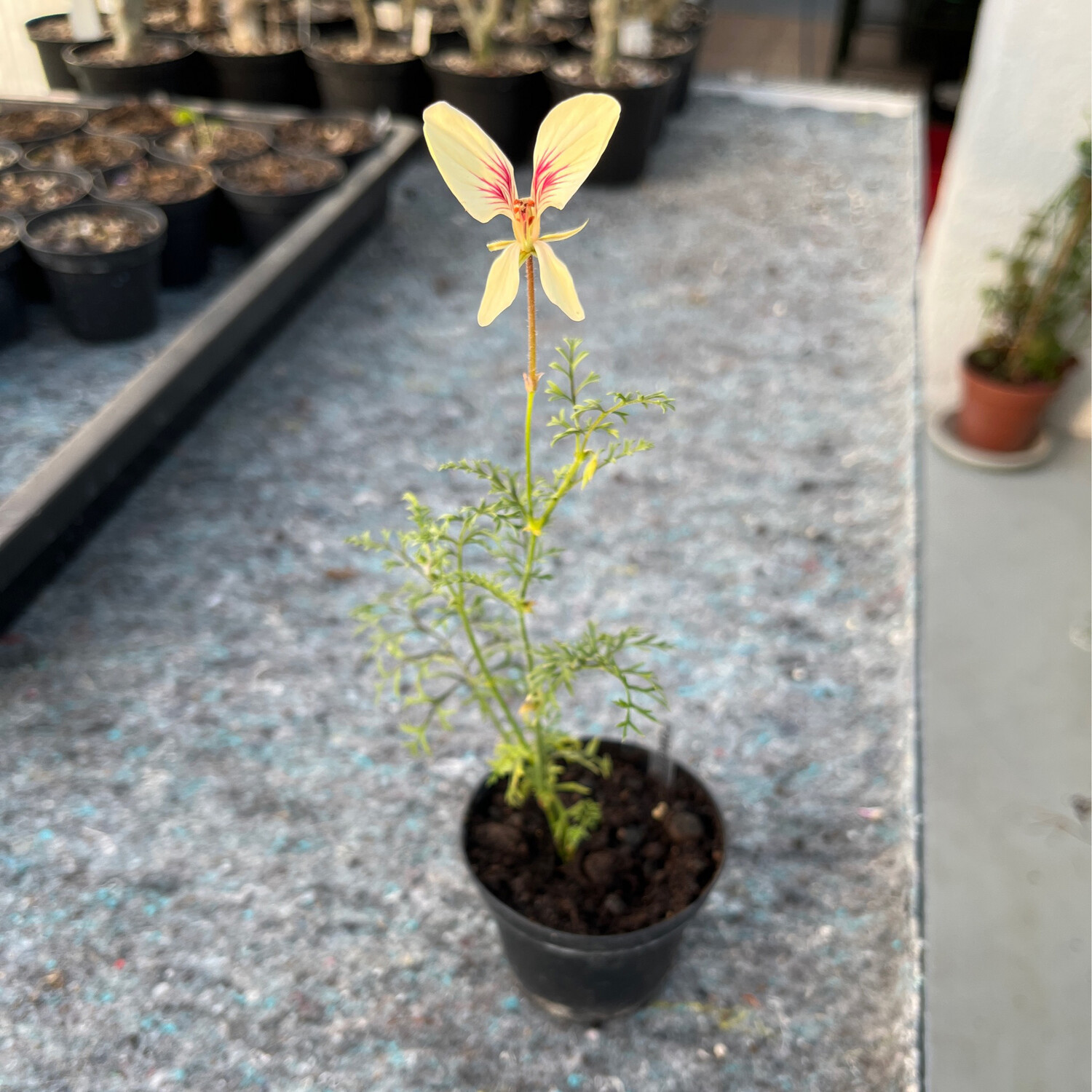 Pelargonium longicaule longicaule