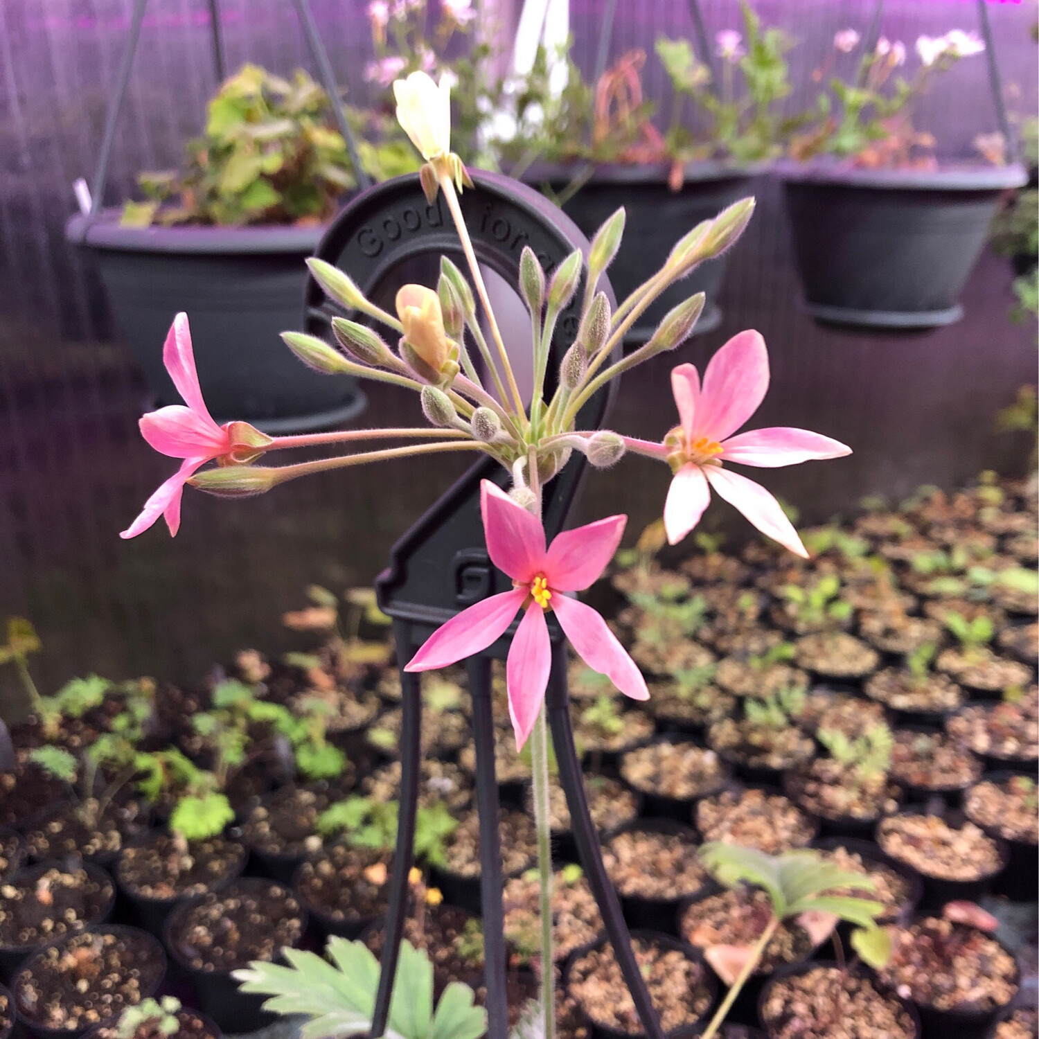 Pelargonium luridum