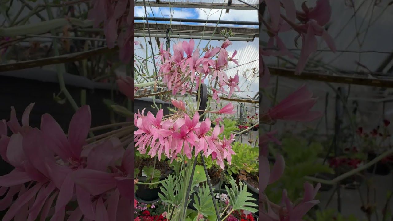 Pelargonium luridum Pelargonium luridum