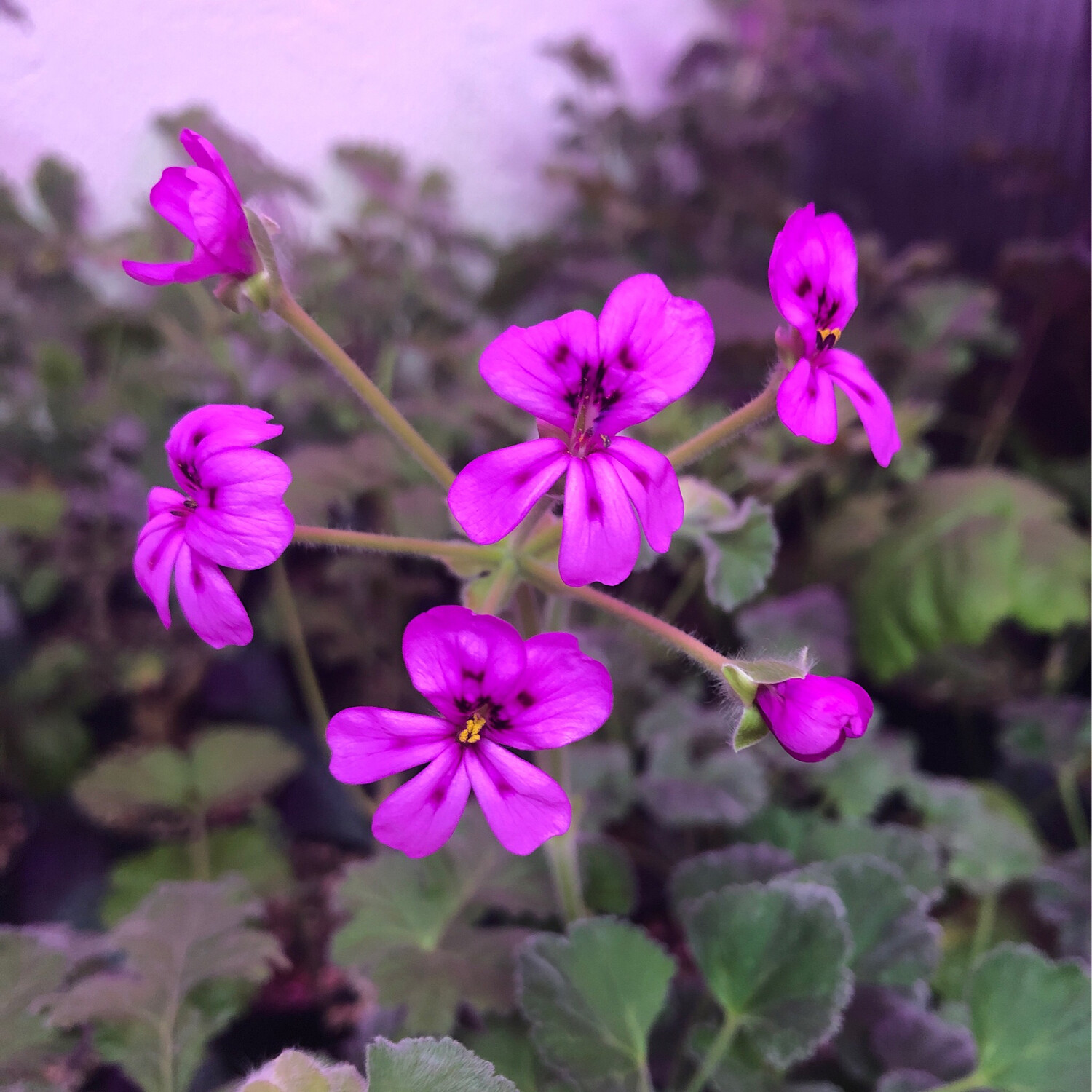 Pelargonium magenteum