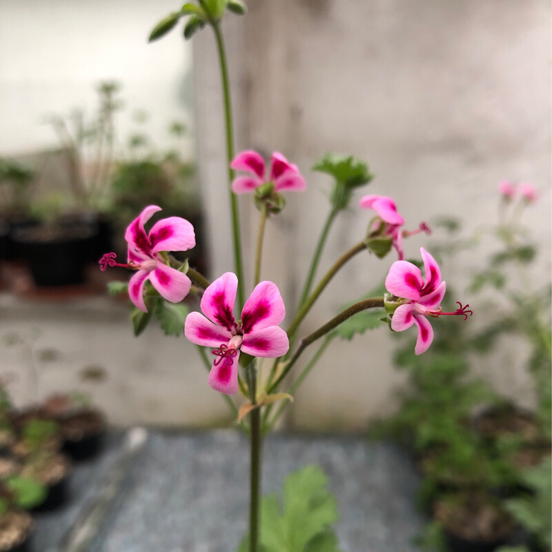 Pelargonium 'Magnetum Pink'