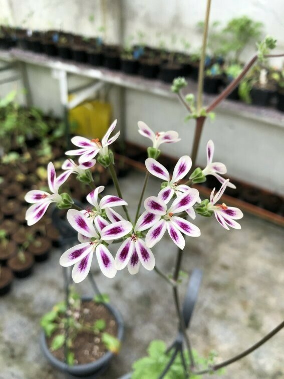 Pelargonium Memories of Michael